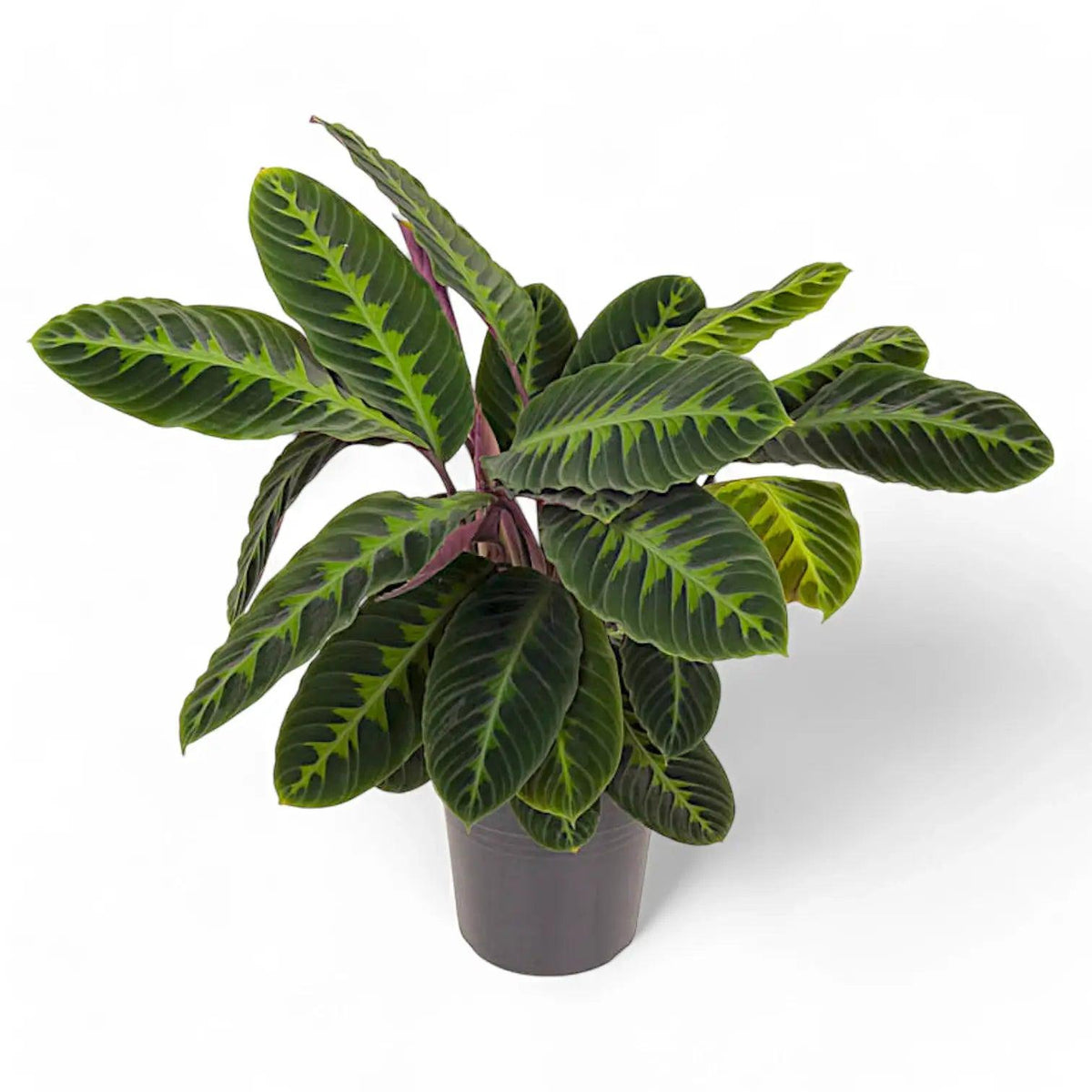 Goeppertia Warszewiczii (Jungle Velvet Calathea)