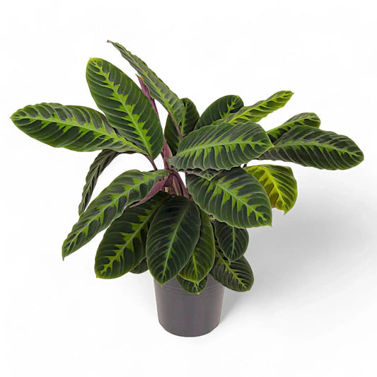 Goeppertia Warszewiczii (Jungle Velvet Calathea)