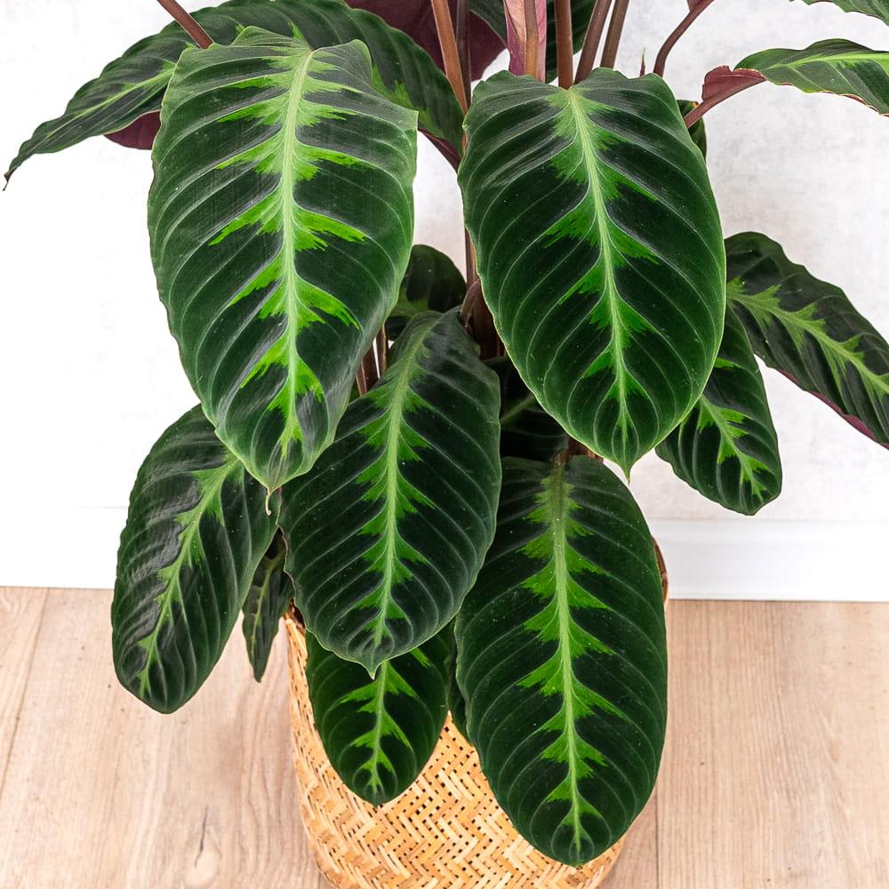 Goeppertia Warszewiczii (Jungle Velvet Calathea)