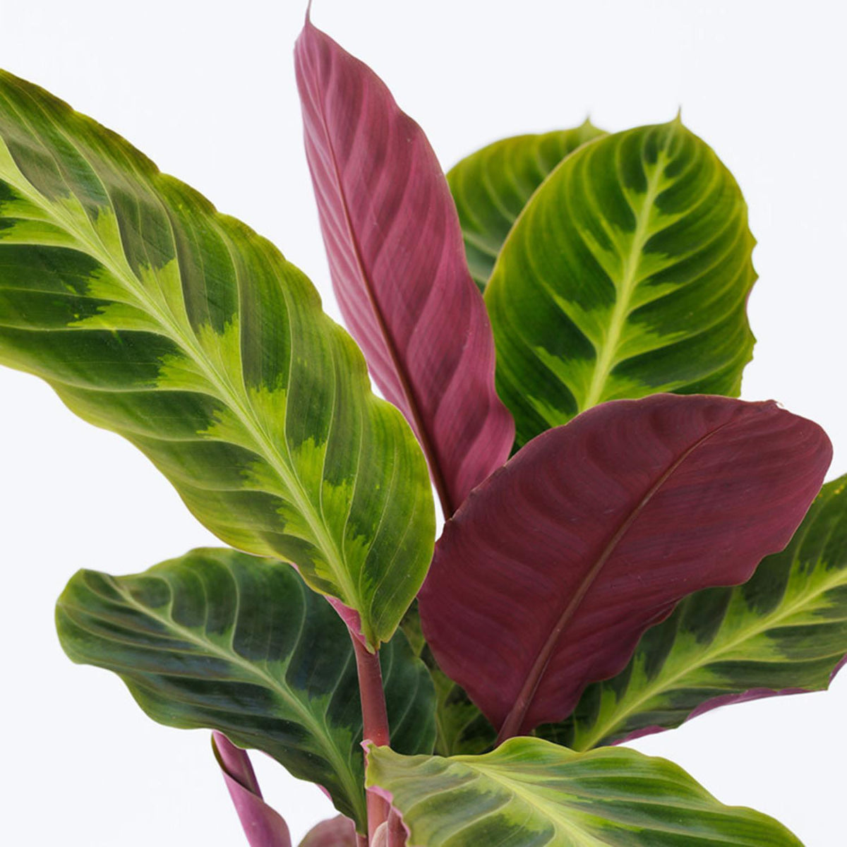 Goeppertia Warszewiczii (Jungle Velvet Calathea)