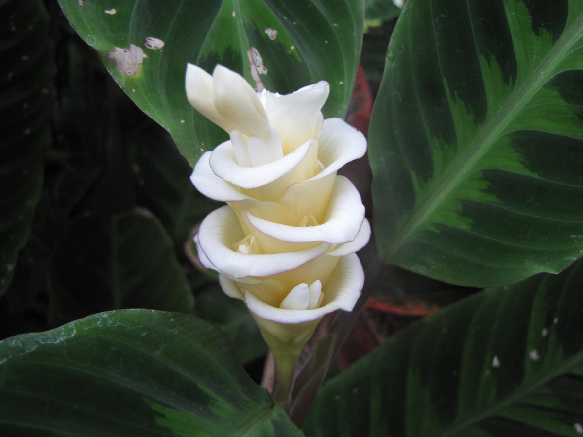 Goeppertia Warszewiczii (Jungle Velvet Calathea)