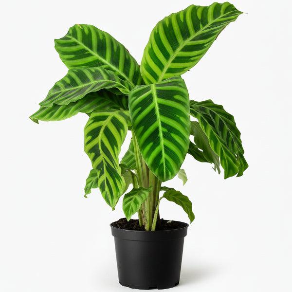 Goeppertia Zebrina (Zebra Plant)