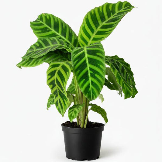 Goeppertia Zebrina (Zebra Plant)