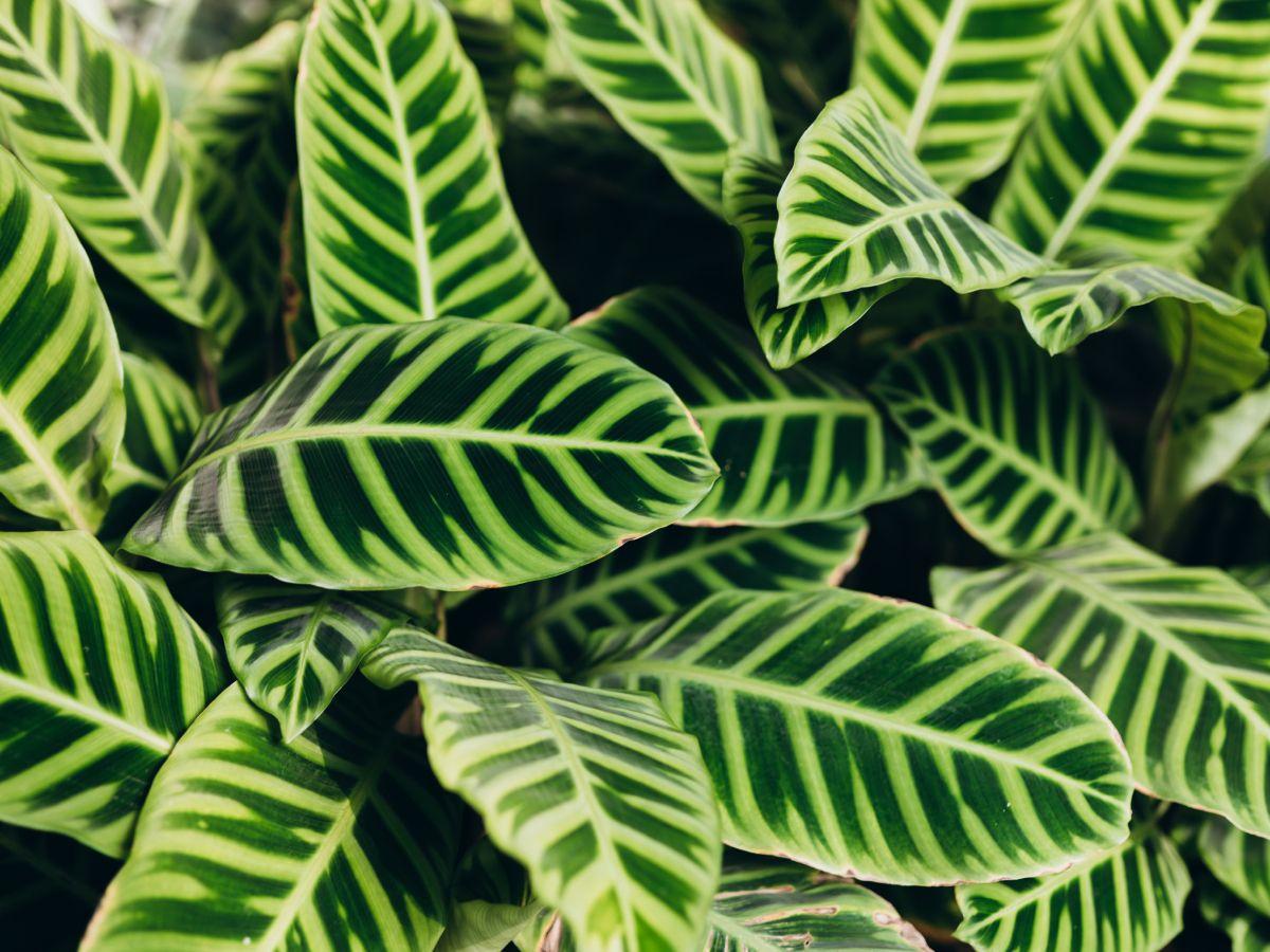 Goeppertia Zebrina (Zebra Plant)