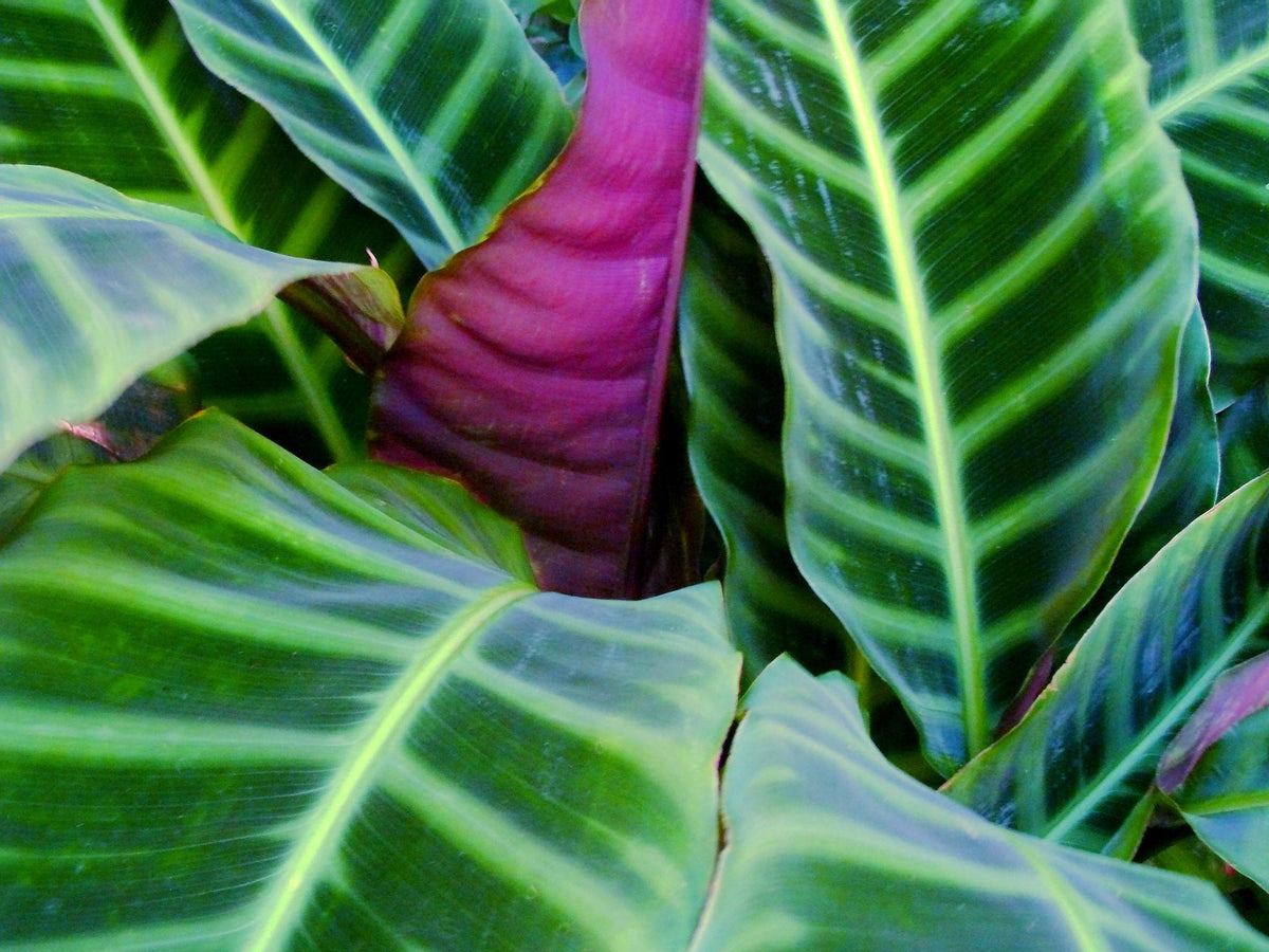 Goeppertia Zebrina (Zebra Plant)