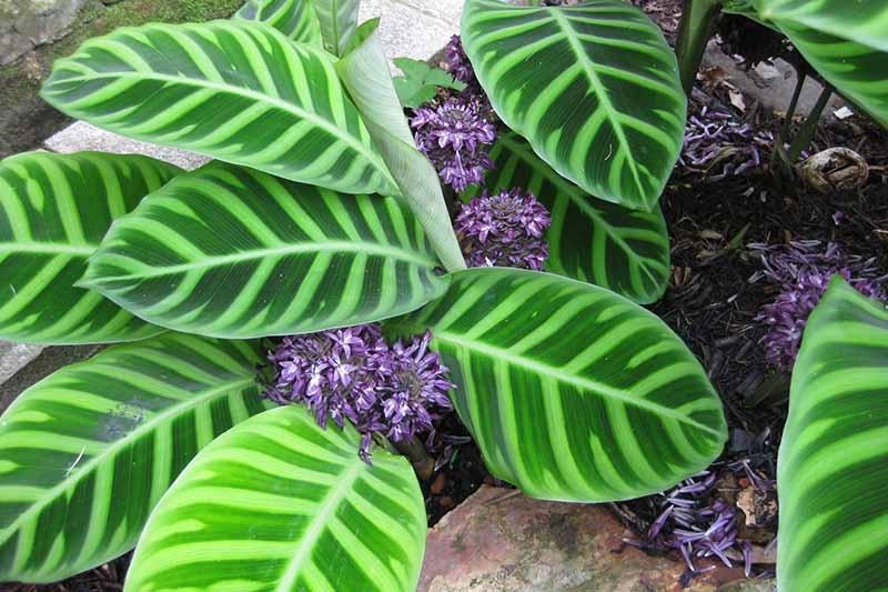 Goeppertia Zebrina (Zebra Plant)