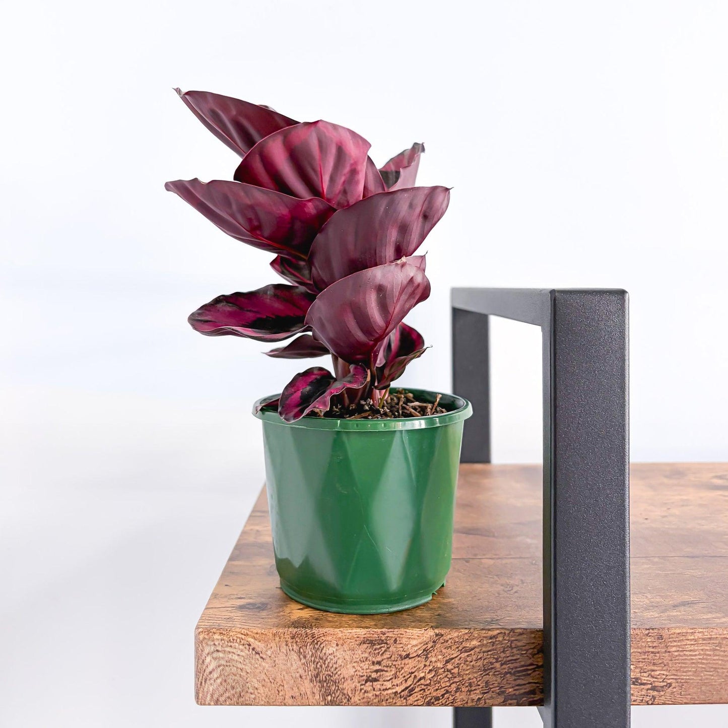 Goeppertia (Calathea) ‘Red Mojo’ (Calathea Red Mojo)