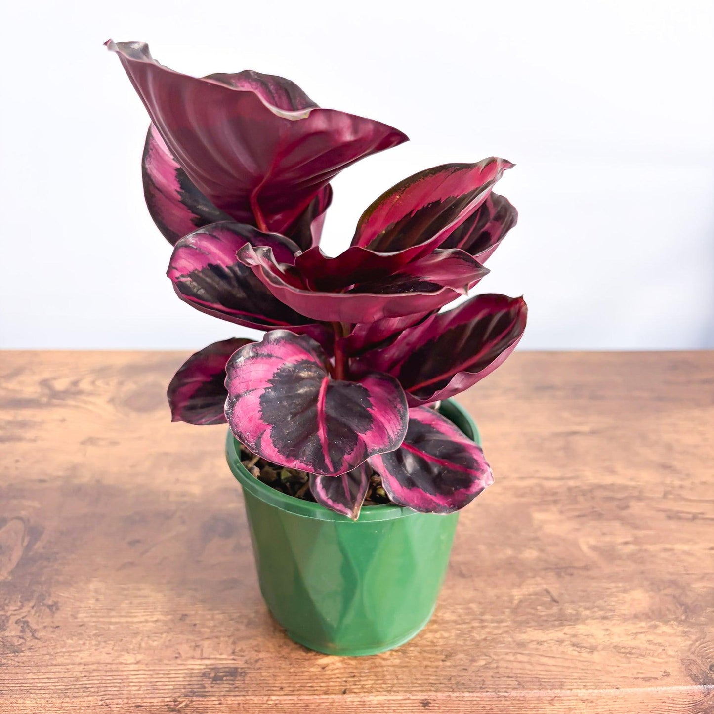 Goeppertia (Calathea) ‘Red Mojo’ (Calathea Red Mojo)