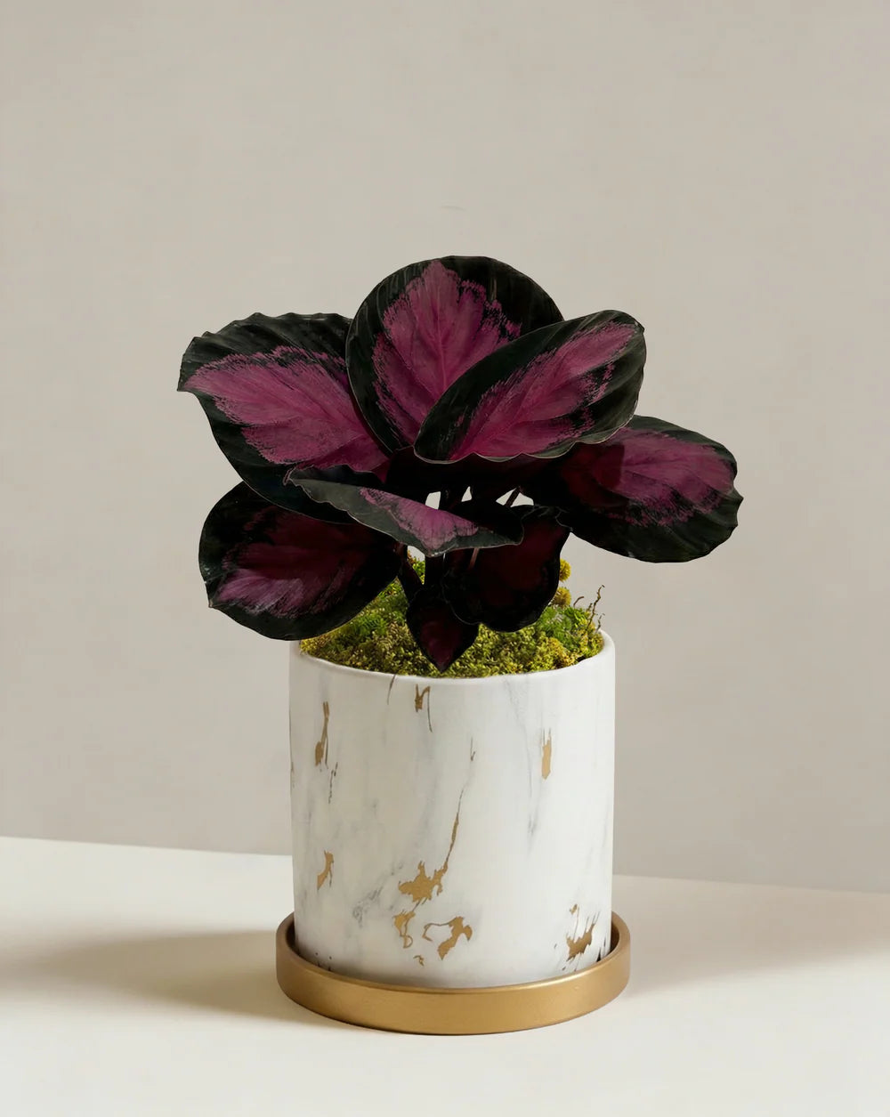 Goeppertia (Calathea) ‘Red Mojo’ (Calathea Red Mojo)