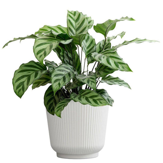 Goeppertia ‘Freddie’ (Calathea Freddie)