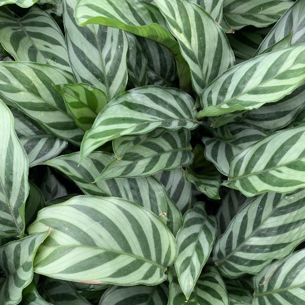 Goeppertia ‘Freddie’ (Calathea Freddie)