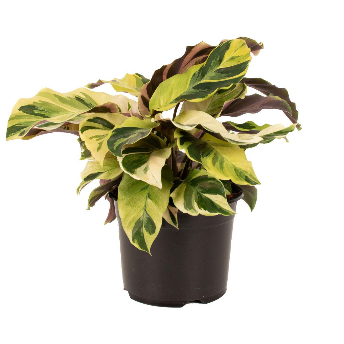 Goeppertia ‘Fusion Yellow’ (Calathea Fusion Yellow)