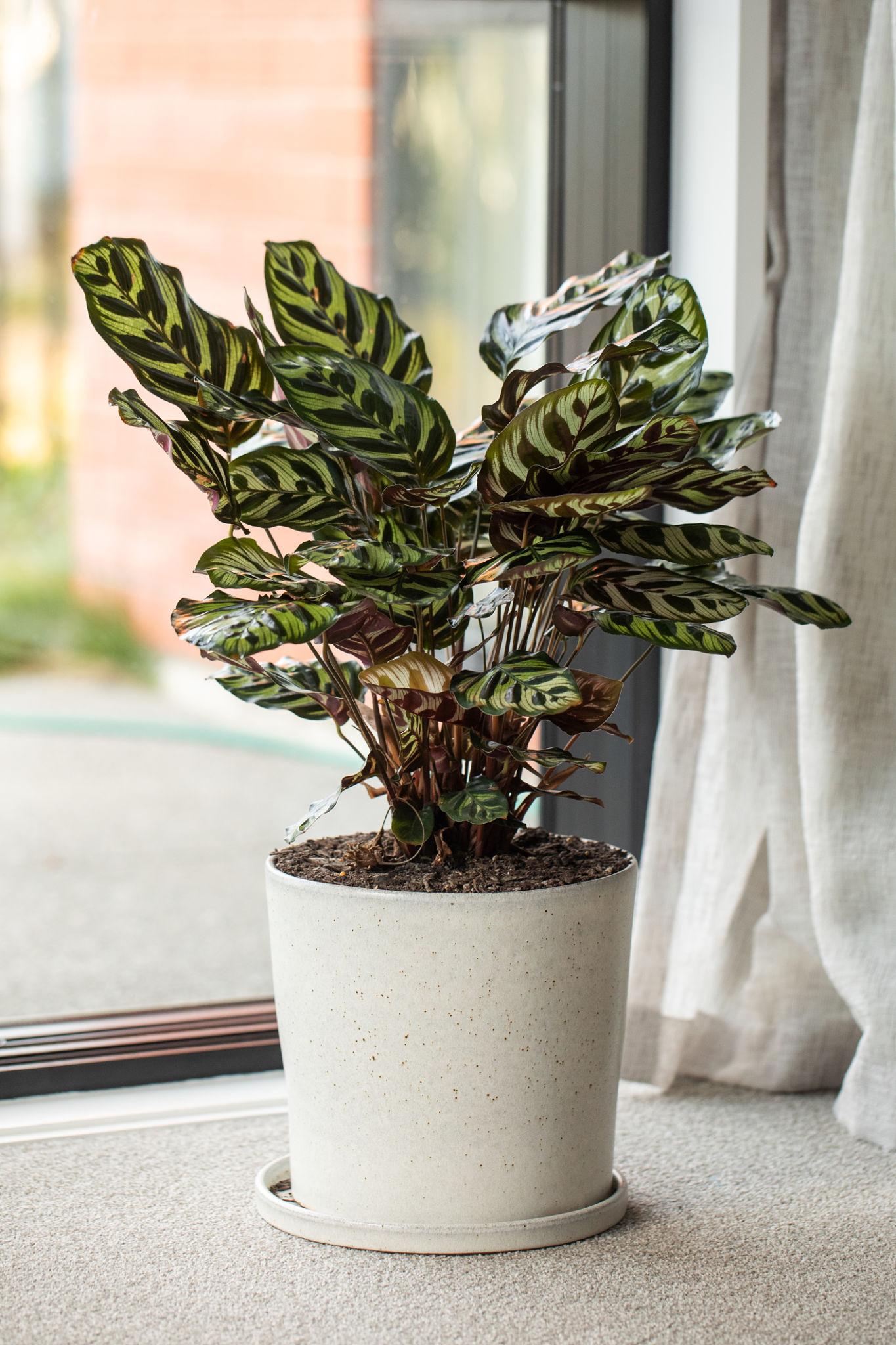 Goeppertia Makoyana (Peacock Plant)