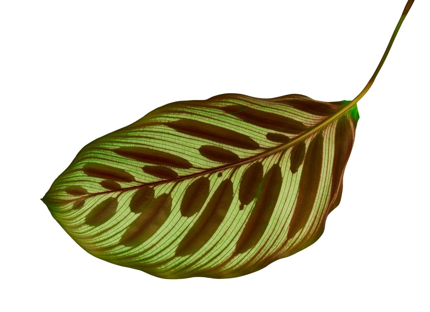 Goeppertia Makoyana (Peacock Plant)