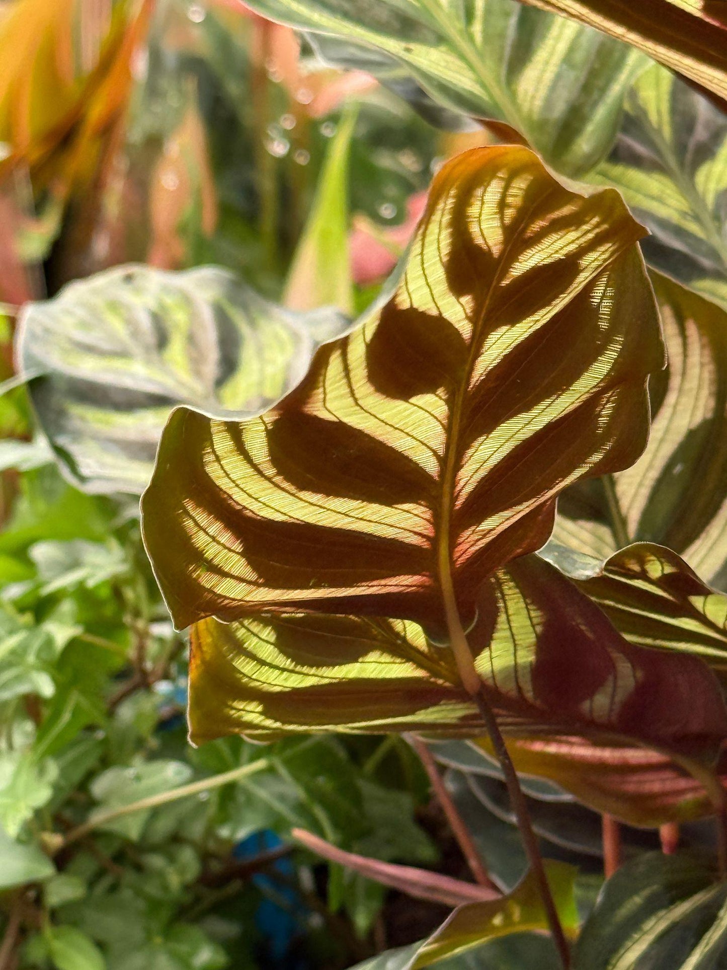 Goeppertia Makoyana (Peacock Plant)