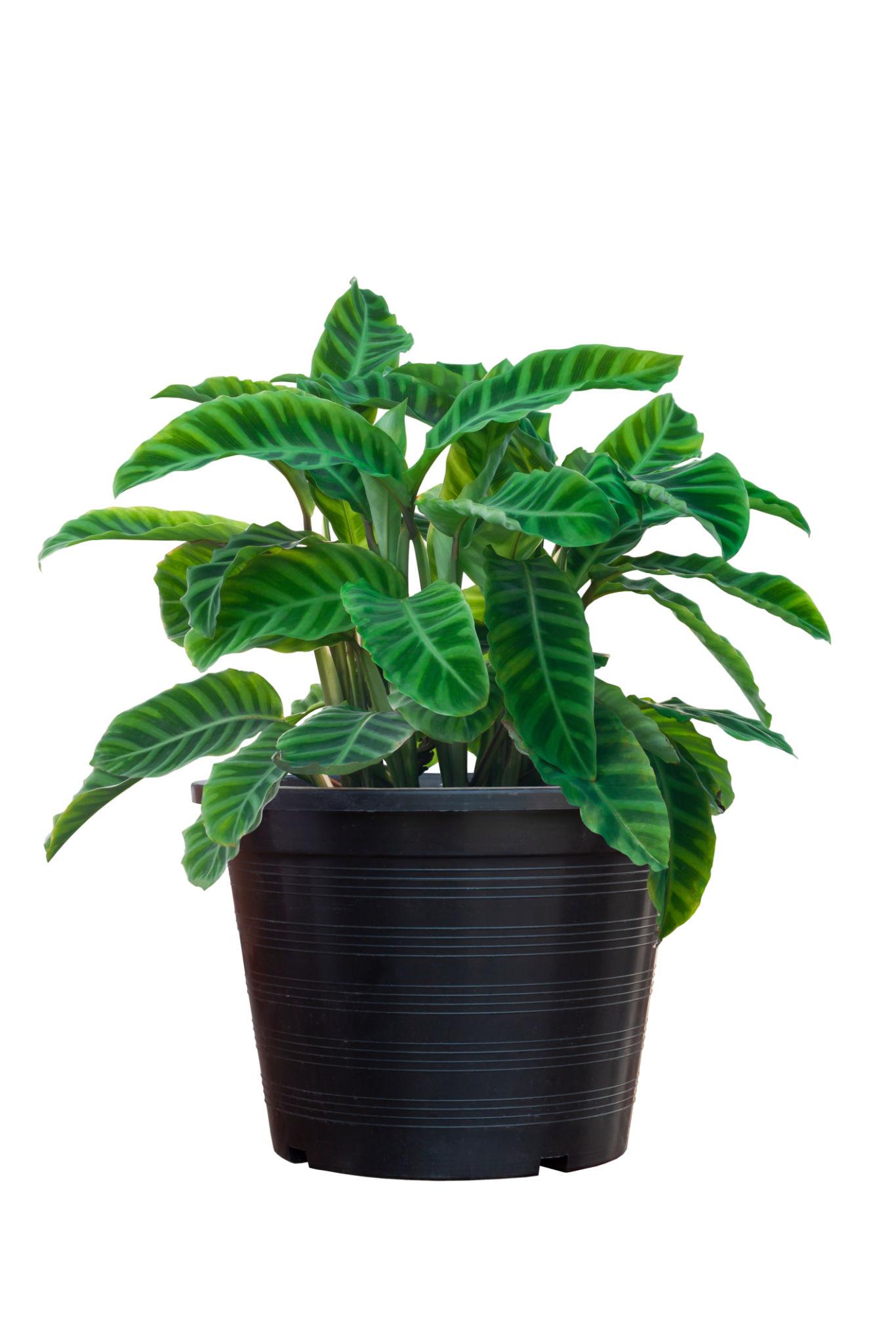 Goeppertia Zebrina (Zebra Plant)
