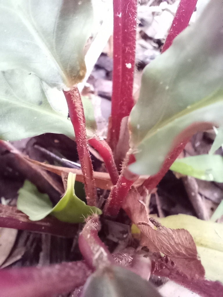Calathea Rufibarba (Velvet Calathea)