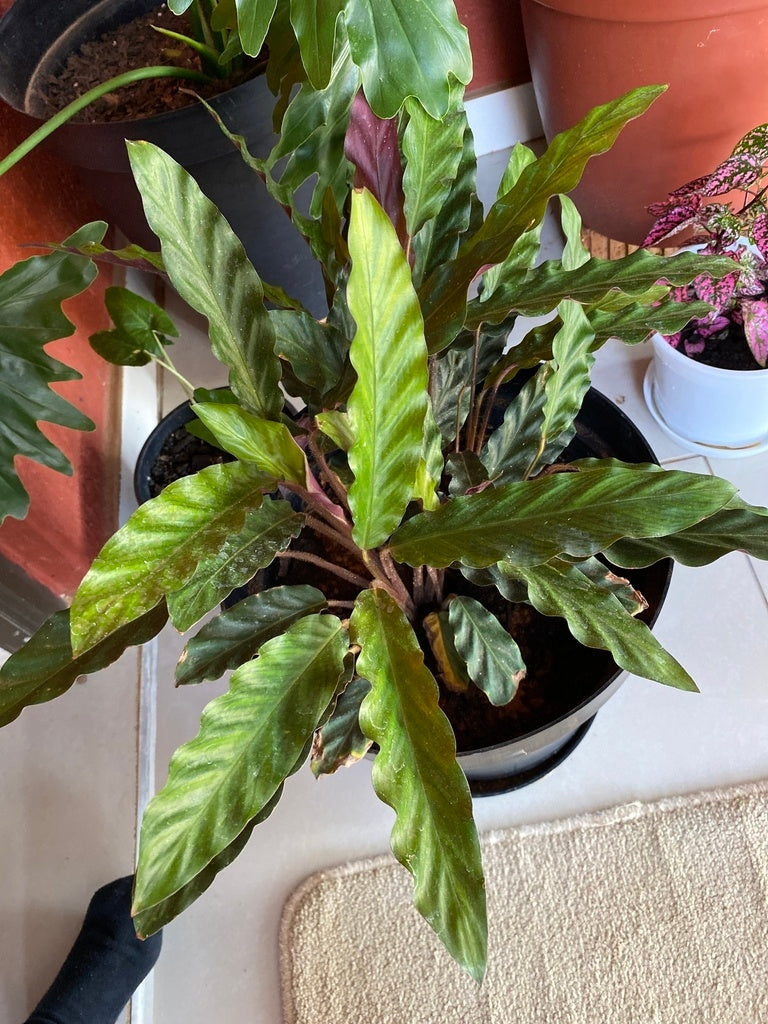 Calathea Rufibarba (Velvet Calathea)