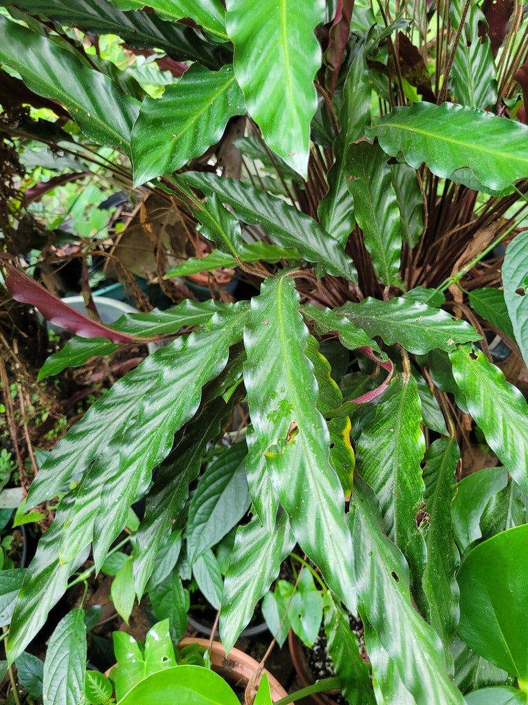 Calathea Rufibarba (Velvet Calathea)