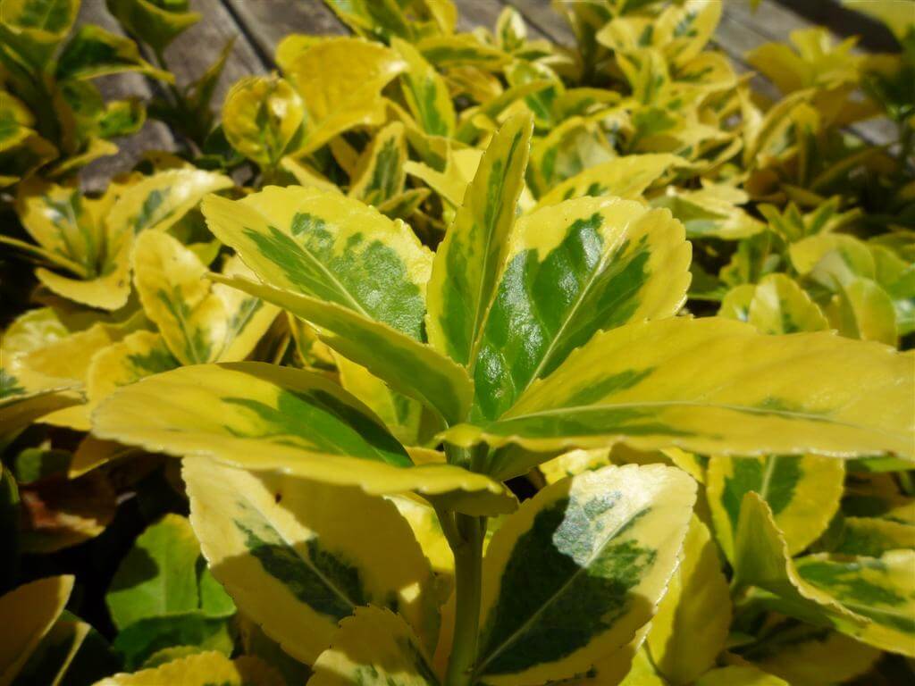 "Detailed close-up of Euonymus Japonicus Variegated foliage, showcasing its glossy leaves with bright golden edges."