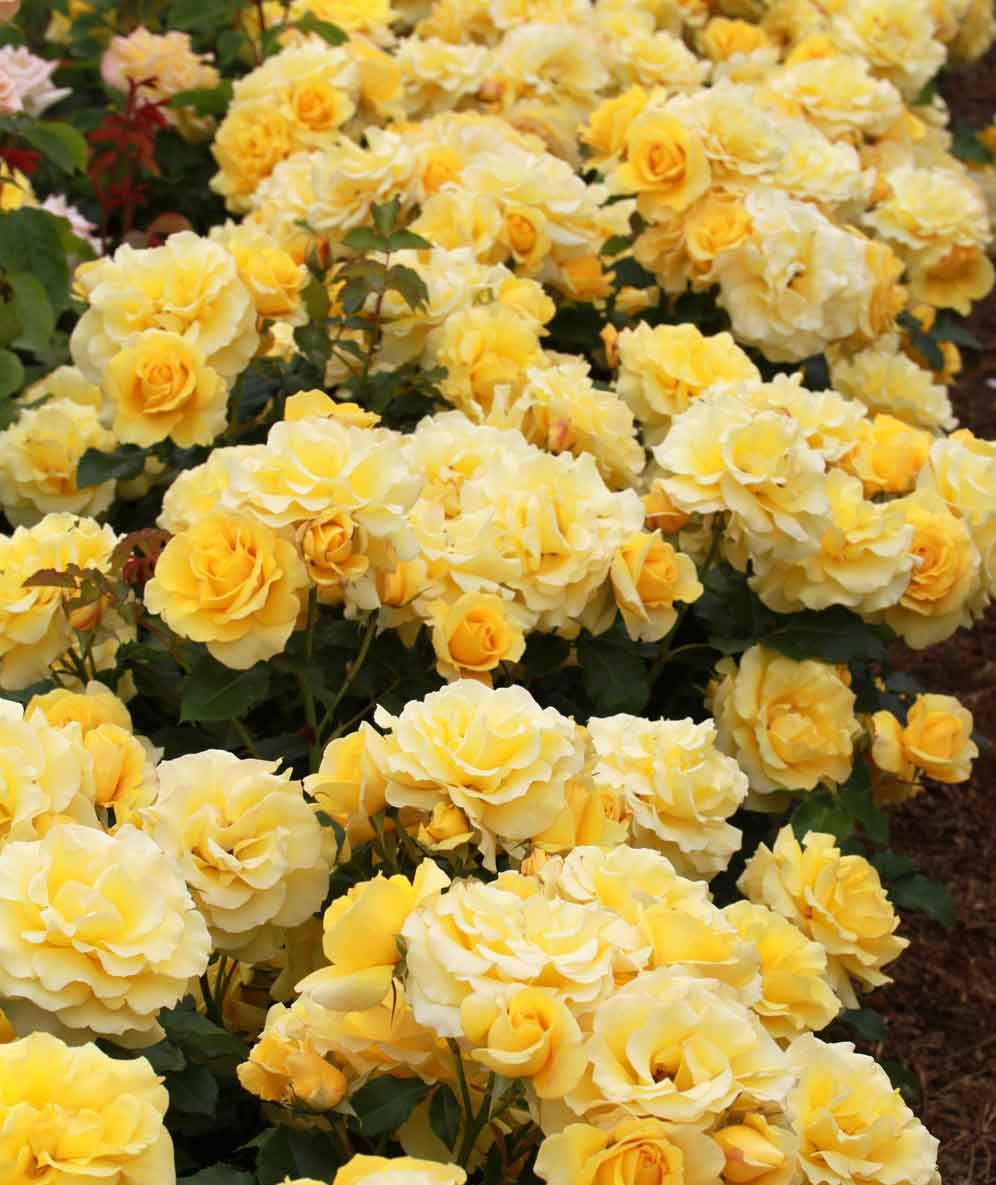 Rosa ‘Gold Bunny’ (Gold Bunny Standard Floribunda Rose)