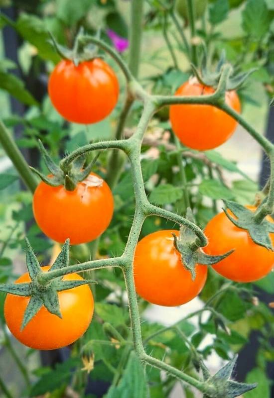 Solanum Lycopersicum (Orange Cherry Tomato)