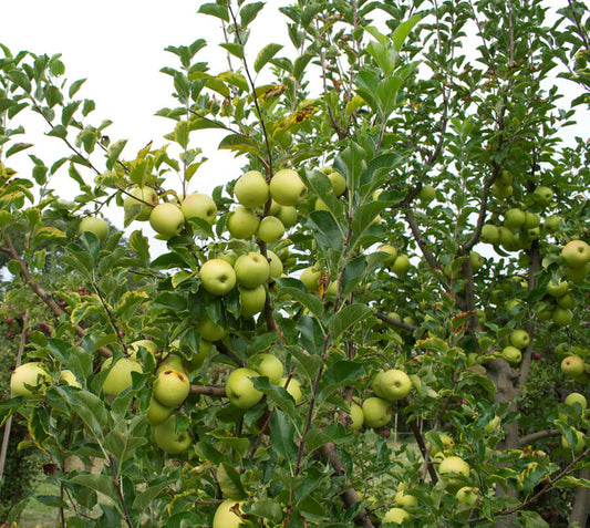 Malus Domestica 'Golden Delicious' (Apple Golden Delicious) Super Dwarf