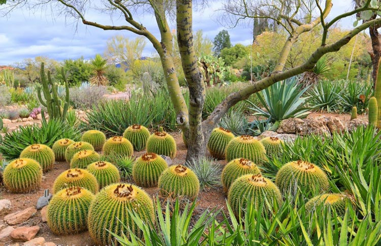 Echinocactus Grusonii (Golden Barrel Cactus)
