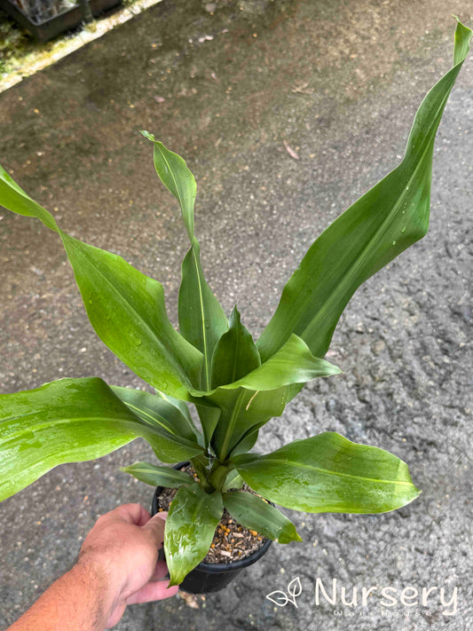 Dracaena fragrans 'Golden Heart' (Golden Heart Corn Plant | reverted green foliage)