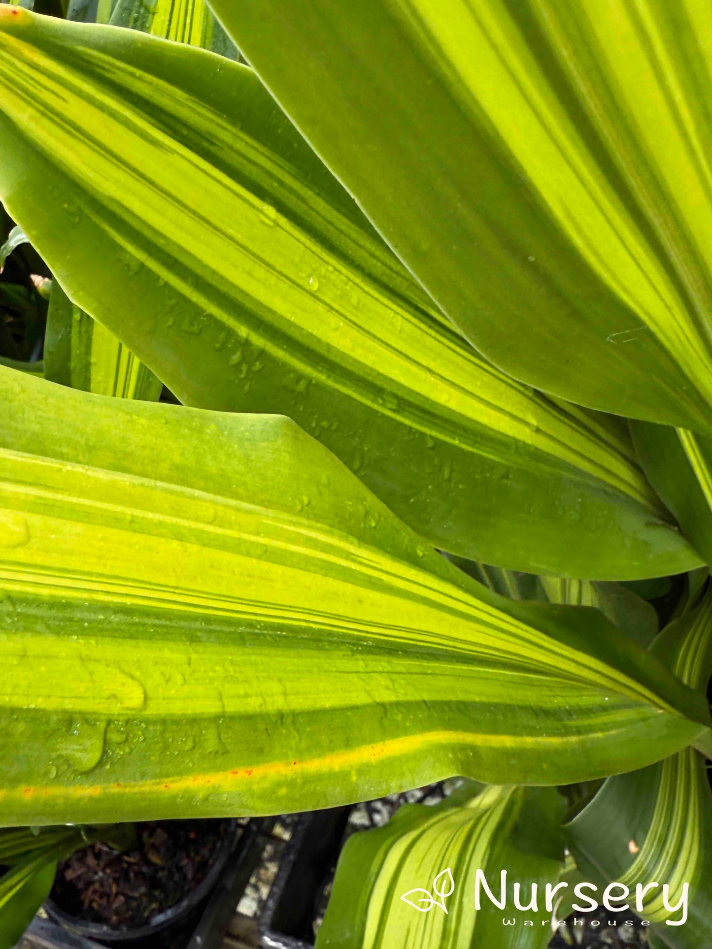 Dracaena fragrans 'Golden Heart' (Golden Heart Corn Plant | reverted green foliage)