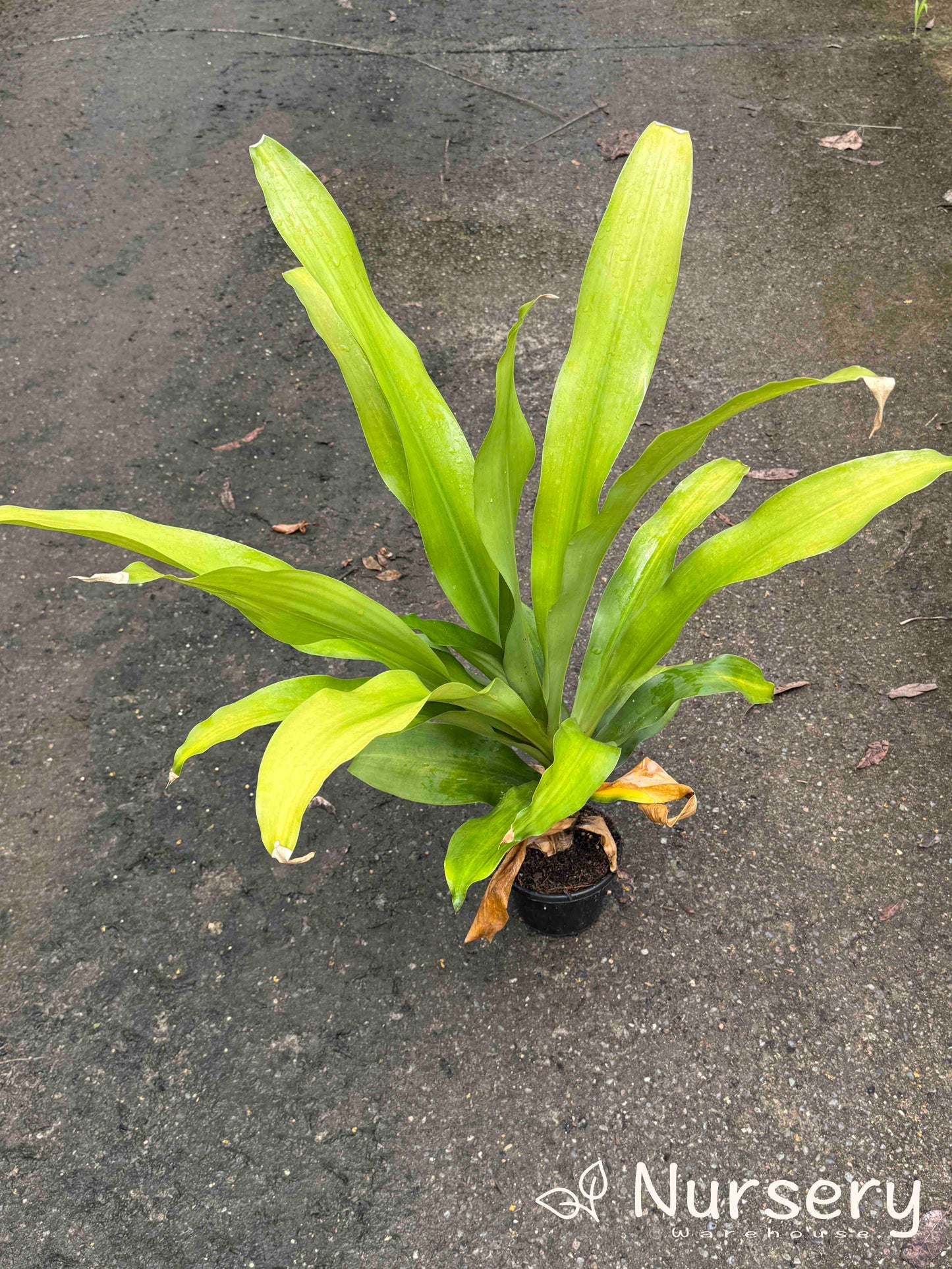 Dracaena fragrans 'Golden Heart' (Golden Heart Corn Plant | reverted green foliage)