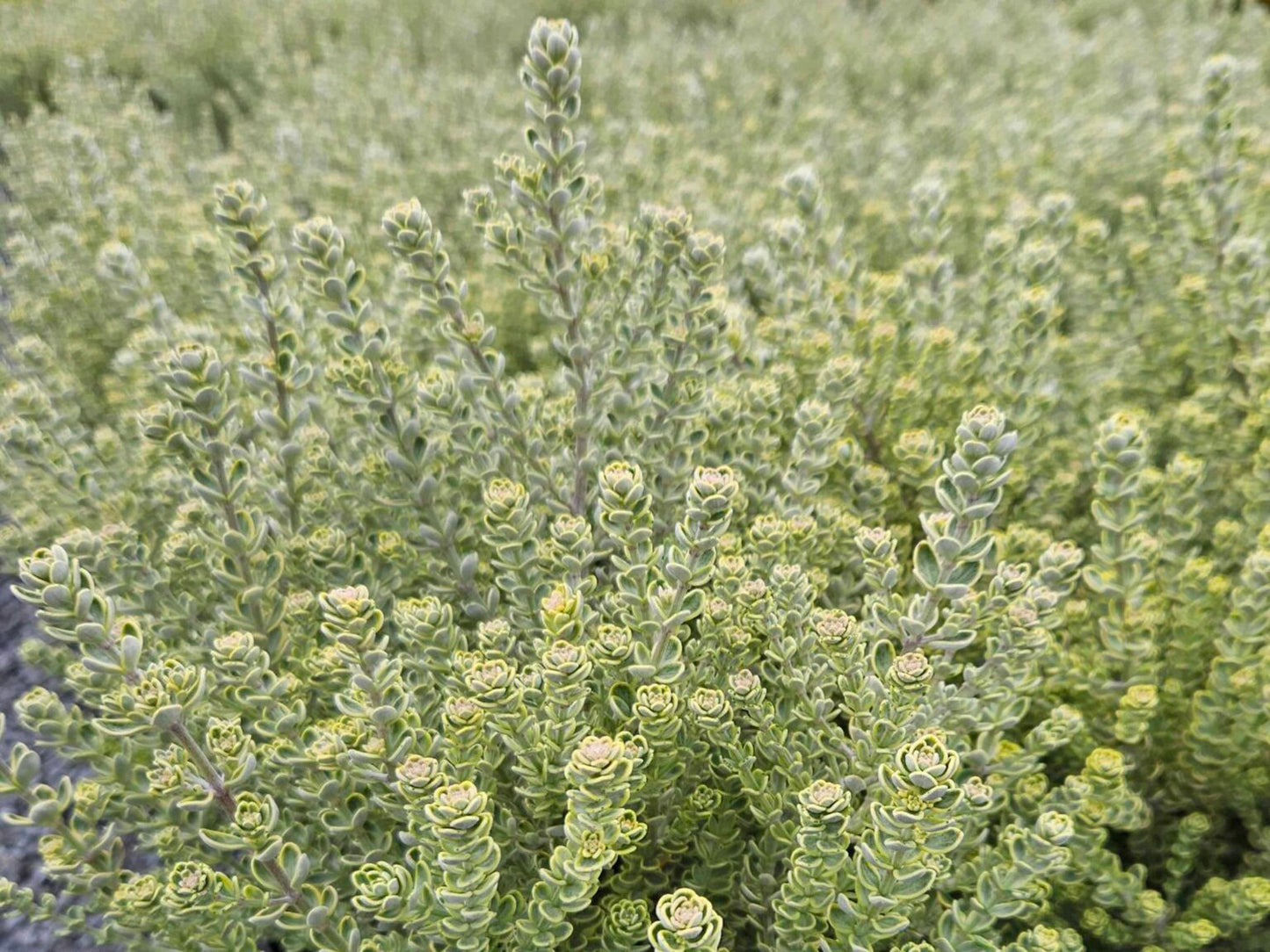 Westringia ‘Goldie Box™’ (Westringia fruticosa sport)