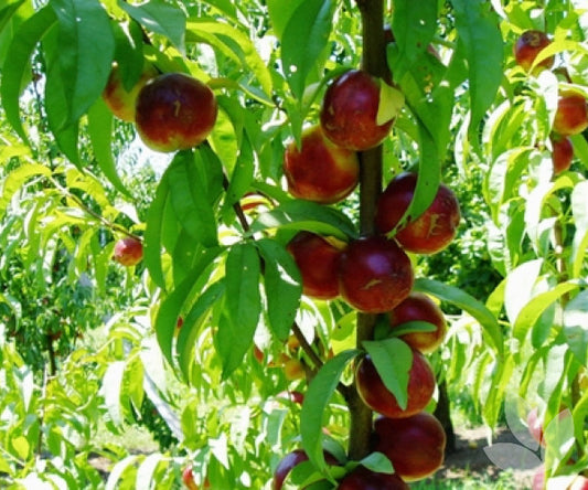 Prunus Persica 'Goldmine' (Nectarine Goldmine) DWARF