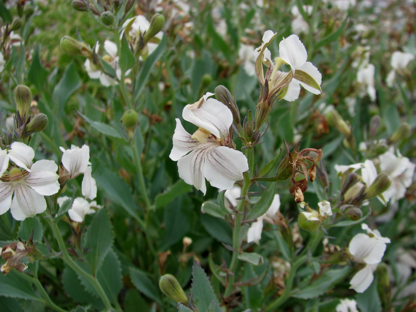 Goodenia Albiflora (White Goodenia)