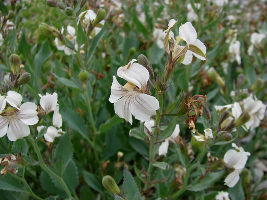 Goodenia Albiflora (White Goodenia)