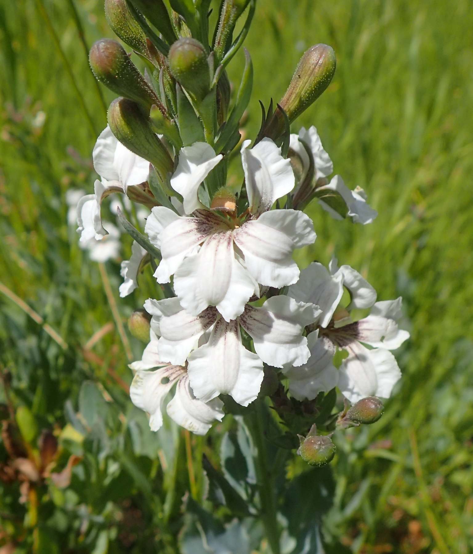Goodenia Albiflora (White Goodenia)