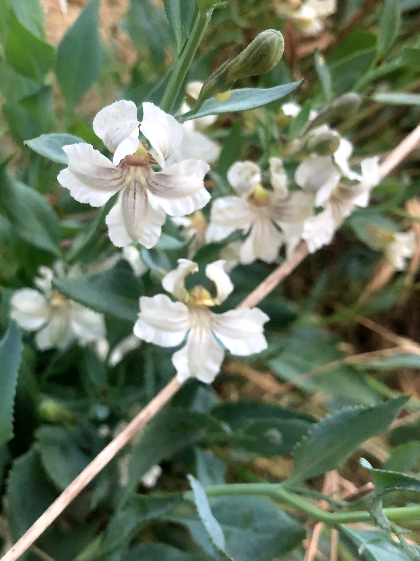 Goodenia Albiflora (White Goodenia)