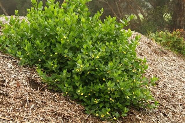 Goodenia Ovata 'Gold Cover' (Golden Goodenia)