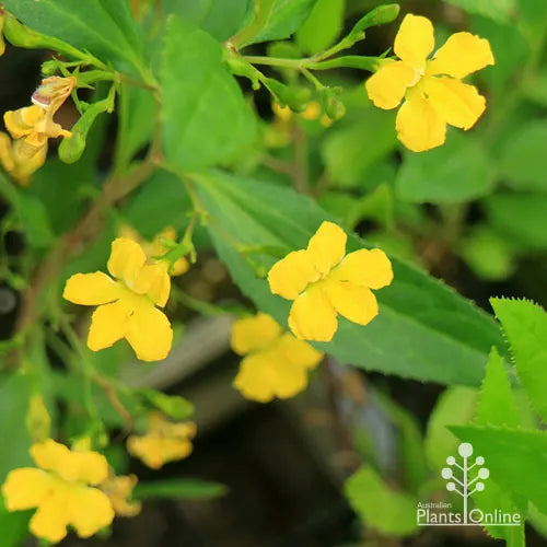 Goodenia Ovata 'Gold Cover' (Golden Goodenia)
