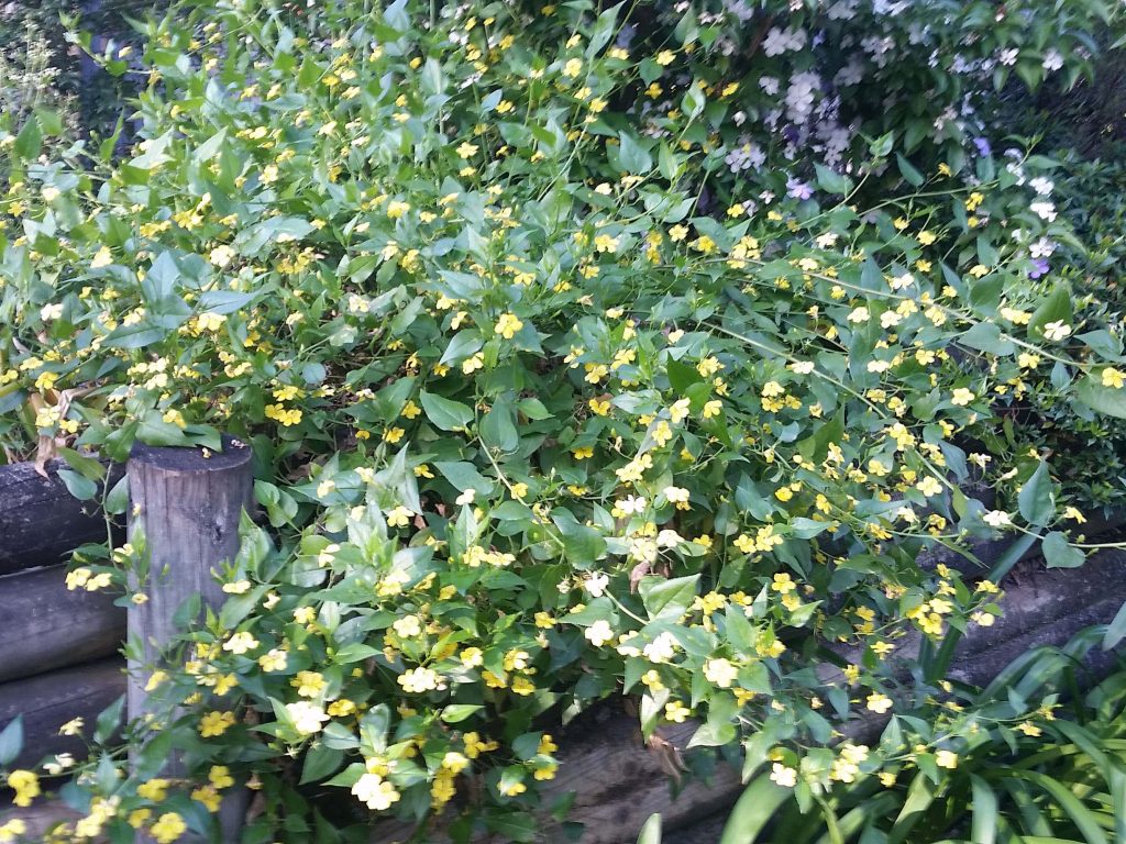 Goodenia Ovata (Goodonya)