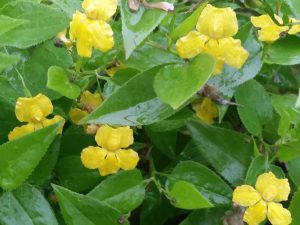 Goodenia Ovata (Goodonya)