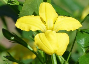 Goodenia Ovata (Goodonya)
