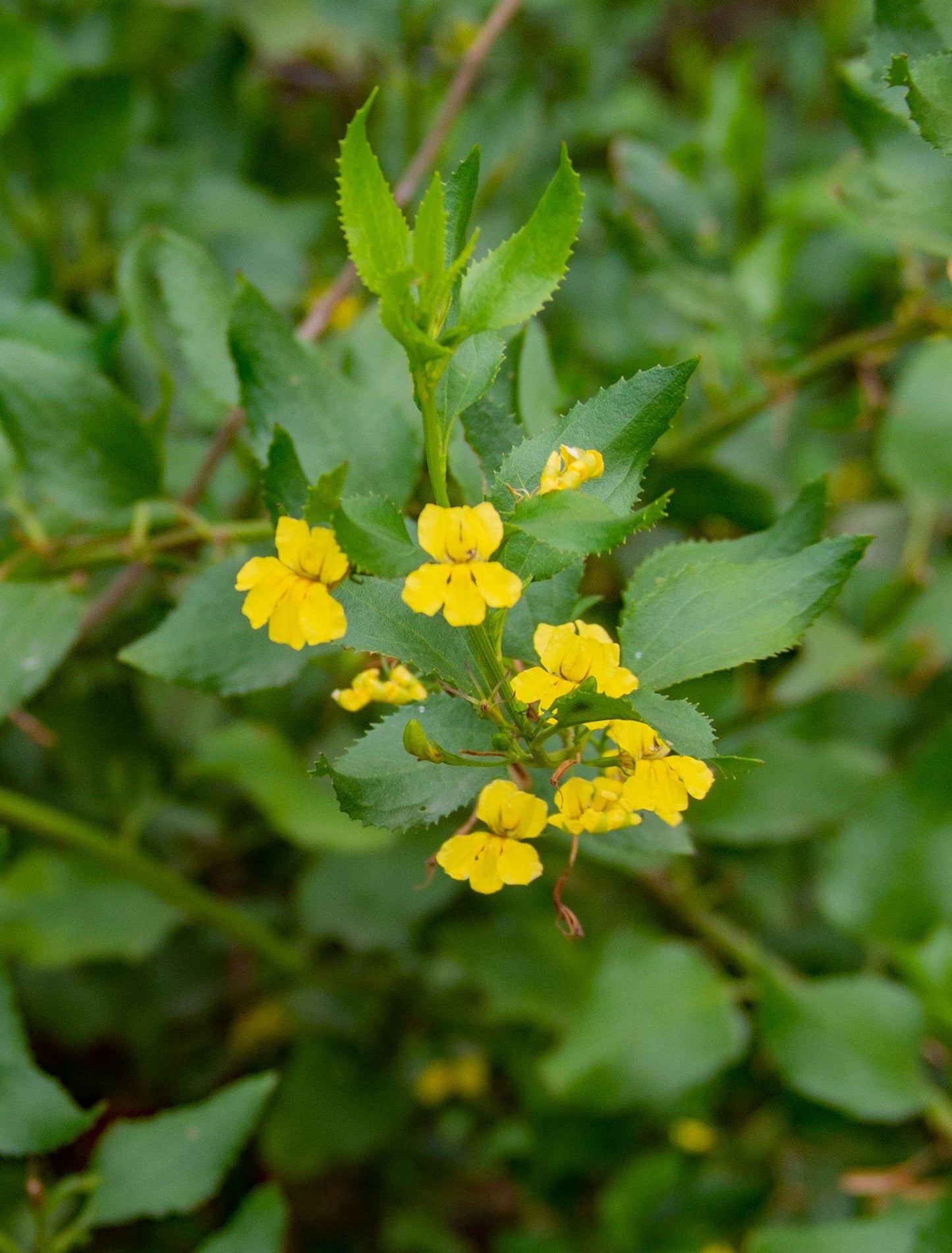 Goodenia Paniculata (Hop Goodenia)