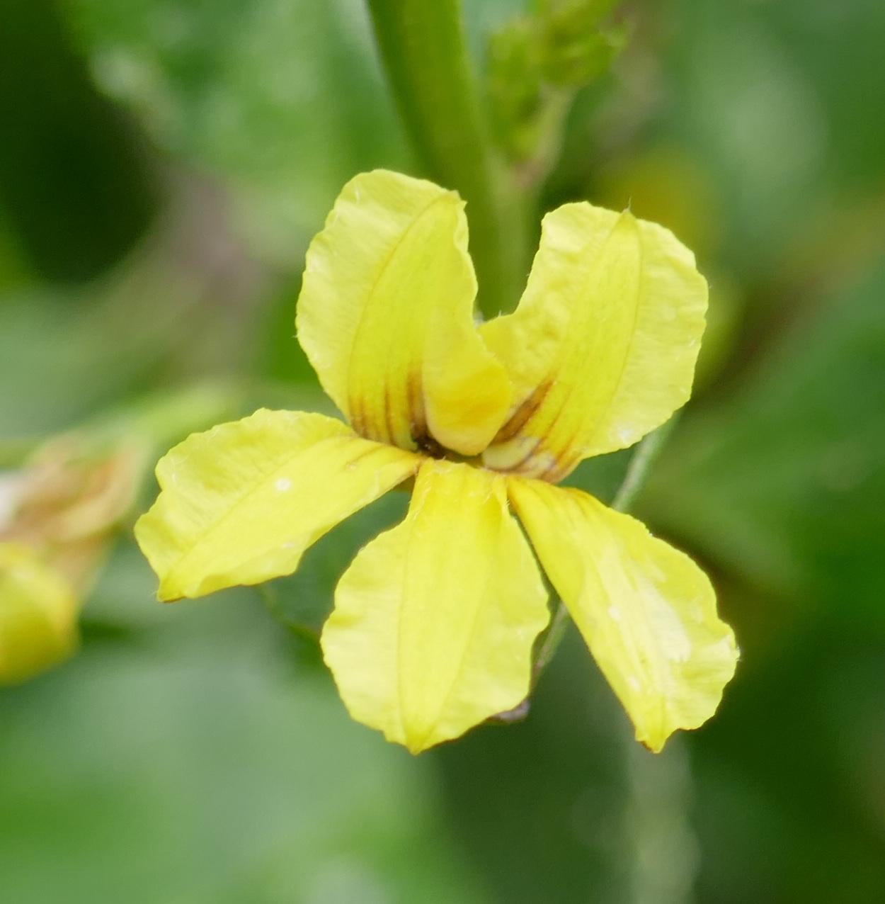 Goodenia Paniculata (Hop Goodenia)