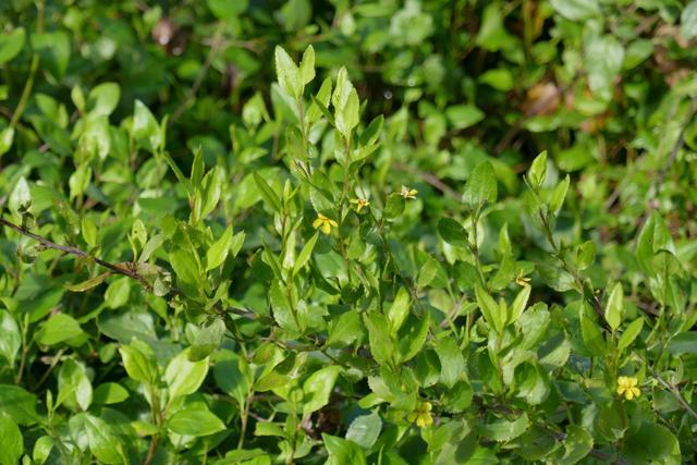 Goodenia Paniculata (Hop Goodenia)