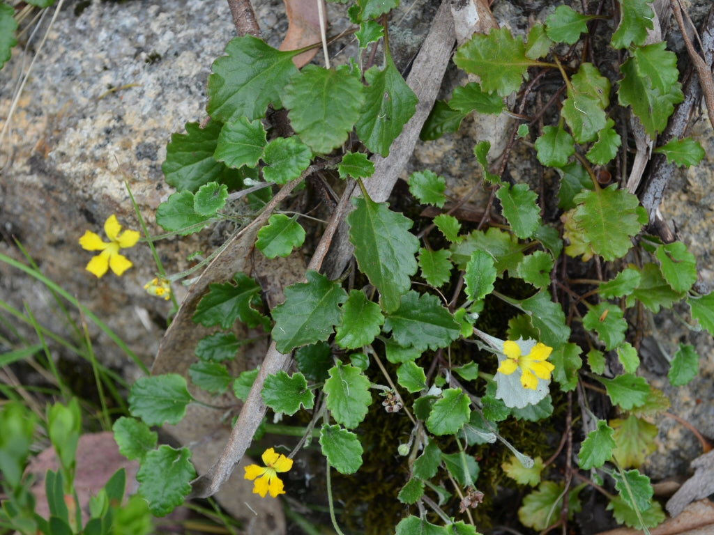 Goodenia Hederacea (Ivy Goodenia)