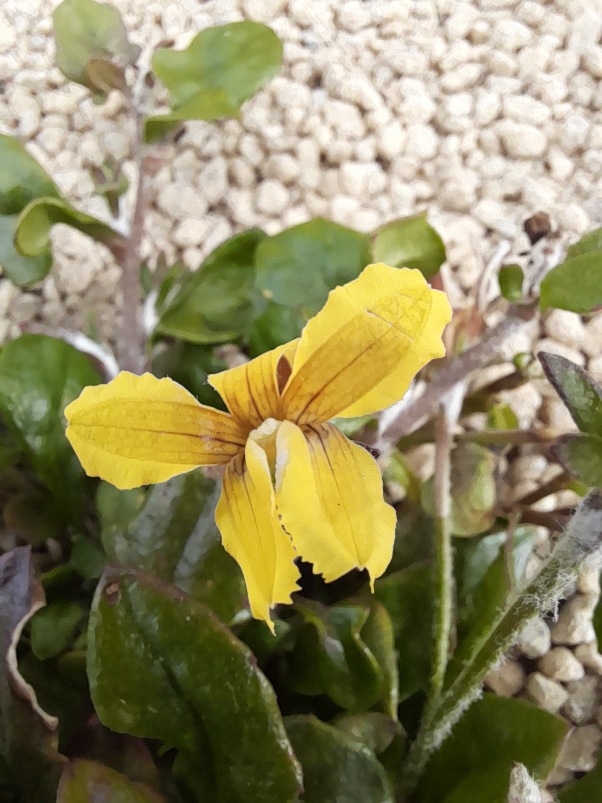 Goodenia Hederacea (Ivy Goodenia)