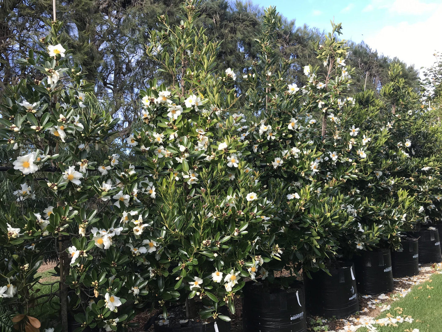 Gordonia Axillaris (Fried Egg Plant)