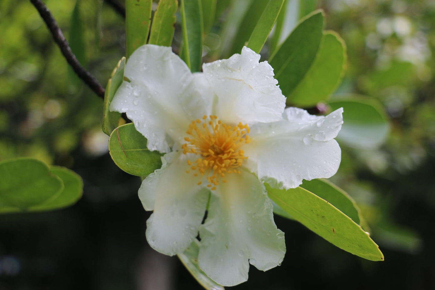 Gordonia Axillaris (Fried Egg Plant)