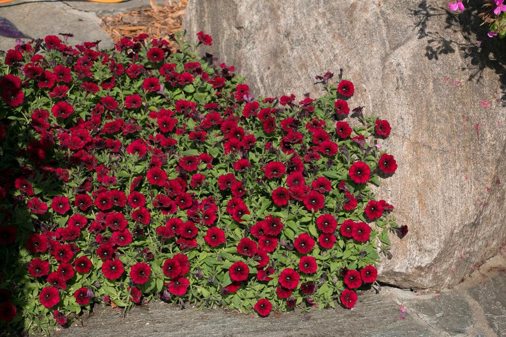 Petunia ‘Supertunia Black Cherry’ (Black Cherry Petunia)